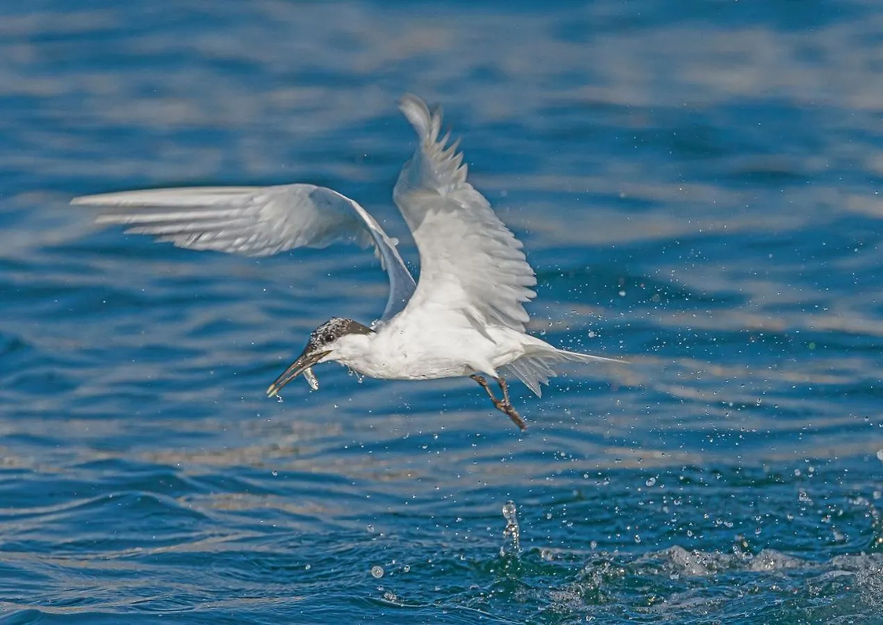 Votre Vue, La Mer, Les Bateaux !!! Wir Sprechen Flieben Deutsch, Touristentipps, We Speak English Concarneau 0*,  France